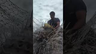 Download lagu Another one na naman lalaking butiti masarap tong ginataan senyo ba guys #fishingvideo #amazing mp3 Download lagu Another one na naman lalaking butiti masarap tong ginataan senyo ba guys #fishingvideo #amazing mp3