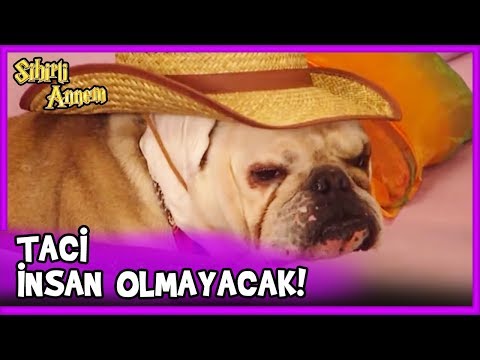 Dudu, Taci'ye Yeniden Köpek Olma Sihri Yaptı - Sihirli Annem 42. Bölüm