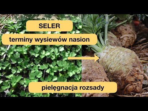 SELERY - wysiew nasion, pielęgnacja rozsady, sadzenie do gruntu - wspaniałe wielkie bulwy