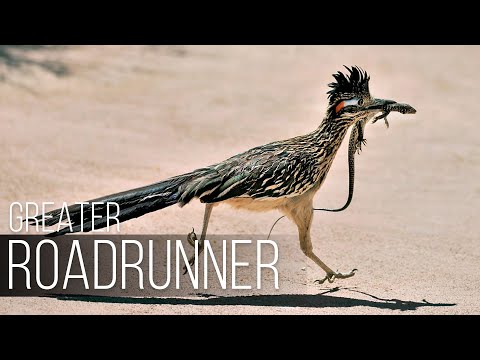 CALIFORNIAN EARTH-CUCKOO: The fastest roadrunner that eats snakes and lizards