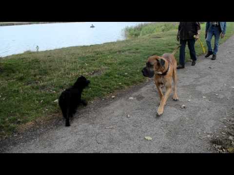 Tibetan Terriers Dhara and Dev