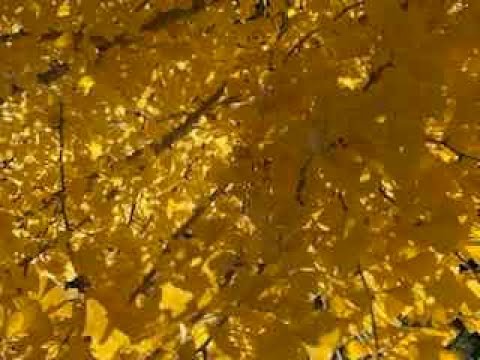 B'reishit 06 20231022 Gen 01 01 מאי שמים Torah Temimah