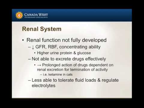 Anesthesia throughout the lifecycle: The Pediatric Patient -  part 2