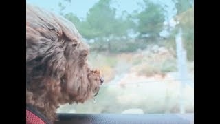 Feu Robertson "Young Wooly Rhinoceros"