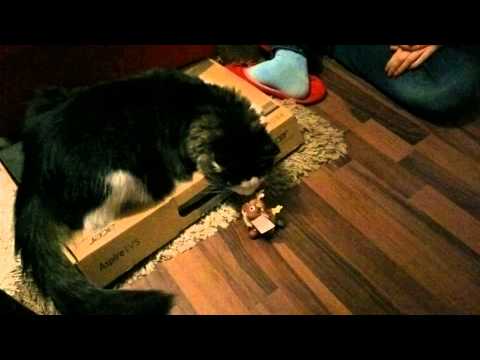 extrem awesome fucking superb cat action - unbelievable - Wichteln 2014