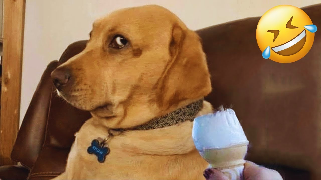 Funny Dog Videos That Will Make You LAUGH OUT LOUD 🐶😂 New Funny Dogs 2024 #8