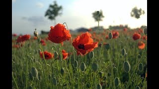 WWI Remembrance: November 11, 2018