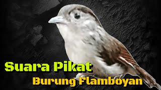 Download lagu suara pikat burung flamboyan  mp3