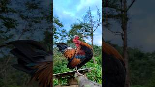 Download lagu Tiếng gà rừng gáy chuẩn 100% 2025 #qaib #tiếnggàrừng #suabqaibqus #pojqaibseev mp3 Download lagu Tiếng gà rừng gáy chuẩn 100% 2025 #qaib #tiếnggàrừng #suabqaibqus #pojqaibseev mp3