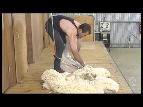 AWI Novice - Shearing Positions - The Last Side - Demonstration