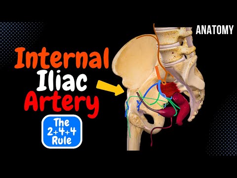 Internal Iliac Artery Scheme (Course, Branches, Mnemonic) | Anatomy