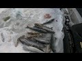 Фото ЗИМНЯЯ МОРСКАЯ РЫБАЛКА. Рыбу увозили мешками / COOL WINTER SEA FISHING