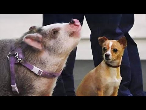 Les vidéos d'animaux les plus drôles qui vous feront rouler par terre ! Meilleures vidéos d'animaux drôles 2025