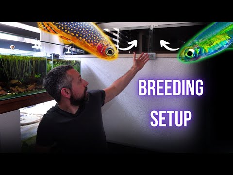 I made BREEDING SETUP for CELESTIAL PEARL DANIO and GREEN NEON RASBORA | BREEDING FOR PROFIT
