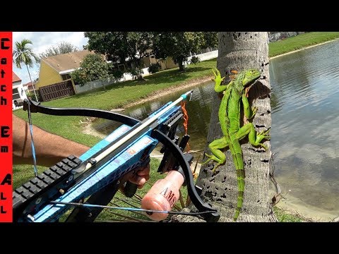 CROSS-BOW FISHING for IGUANAS! **Cold Iguanas Falling out of Trees**