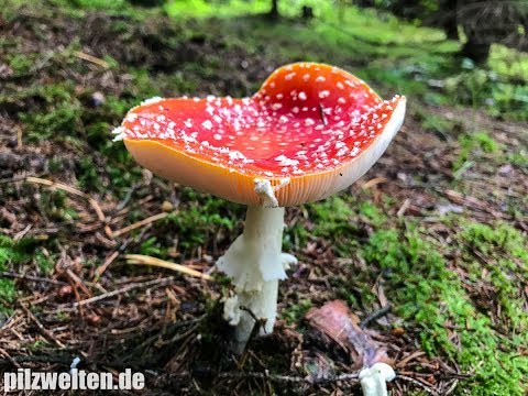 Medikamente für gemeinsame Injektionen hondroprotektory Wund Taille und den Magen in der Mitte des Zyklus ziehen