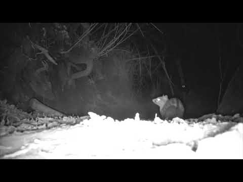 RikRhino Cam - Curious Genet at night Part 1
