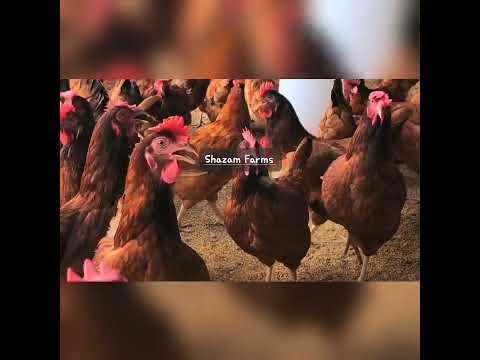 Rainbow Rooster Chicks