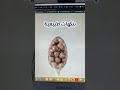 Nestle Cereales Maroc Chocapic Nesquik Lion Fitness Bie Compet 2020