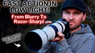 Fast Action in Low Light! | Razor-Sharp Birds-of-Paradise!