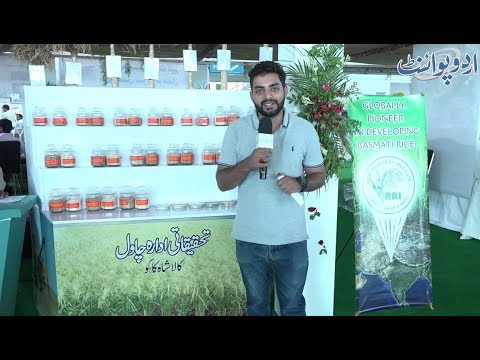 download lagu mp3 mp4 Best Rice In Pakistan, download lagu Best Rice In Pakistan gratis, unduh video klip Best Rice In Pakistan