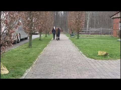 Carlo // Jumper // Casallco // 2017 // Gelding