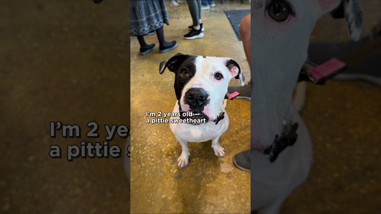 Enlarge Pretzel, a ADOPTABLE Pit Bull Terrier in Naperville, IL video 2/6