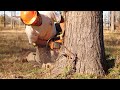 Felling And Milling Pine Trees Part 1