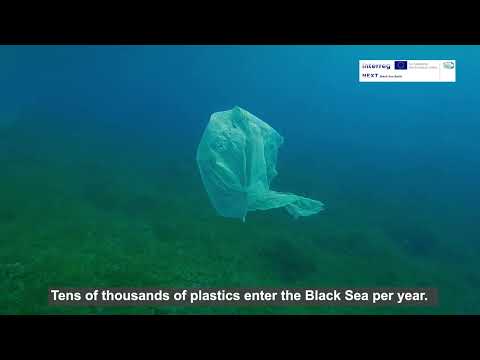 Seagrass Meadows - The Source of Life in the Black Sea