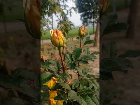 Yellow rose buds | part-2 | #short video Asheesh Garden