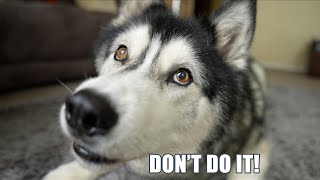 Embarrassed Husky Doesn’t Want Me To Tell You This!