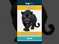 panther (noun) - definition and usage in English