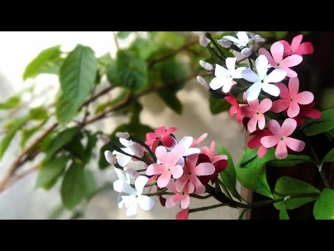How to make Rangoon  creeper or Combretum Indicum flower form colour paper/ কাগজের মাধুরীলতা ফুল