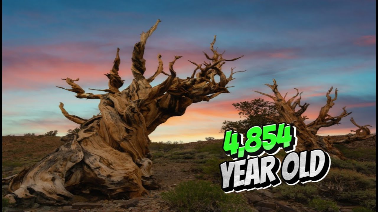 Timeless Giants: Exploring the Oldest Trees on Earth