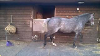 swallow prokalm video