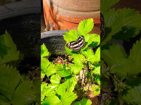 蝶を庭に引き寄せる理由と方法を知りたいですか？生物学的連鎖におけるそれらの役割は何ですか?  庭園