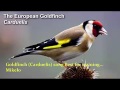 Goldfinch song Best for training 2017