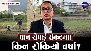 असारमै पानी संकट! मनसुन सक्रिय हुँदा पनि किन सुक्दैछन् खेत ? धान उत्पादनमा ठूलो जोखिम! | Prime TV HD
