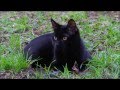 Жанна Агузарова, Группа Браво - Черный кот 