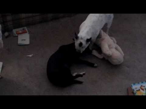 A Playful Dog Fight caught on tape Vlog # 259