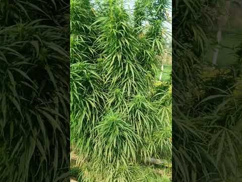 गांजे का वीडियो | गांजे का खेती | गांजे का पौधा #ganje #shorts