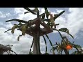 Dragon Fruit Mullaivanam Farm SUN TV Dharmapuri Veerappanayakkanpatti Pen Vivasaiyi