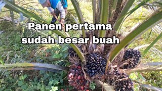 Download lagu PANEN PERDANA BUAH SAWIT KOK SUDAH BESAR BESAR BIKIN KAGET TAK PERCAYA mp3