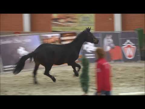 Cornet Obolensky - Quidam de Revel *2015