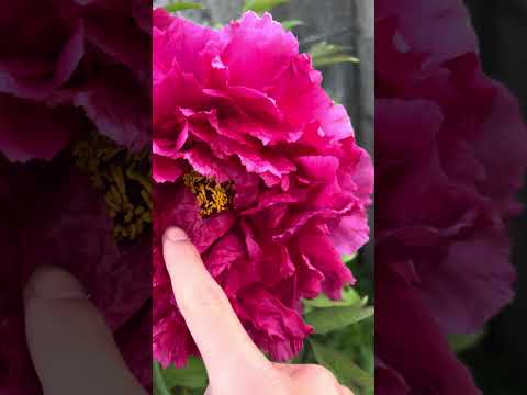 牡丹の開花を誘発するにはどうすればよいですか？芽を開くのに役立つ専門家のアドバイスとサポートビデオ!  庭園