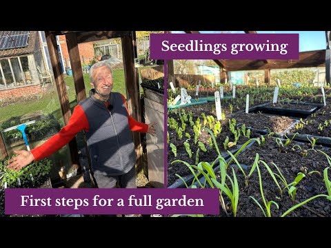 Seeding and seedlings in early spring