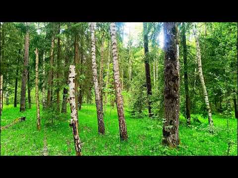 Nature Sounds - Relaxing Bird Sounds 4K - Morning Nature Sounds for Stress Relief