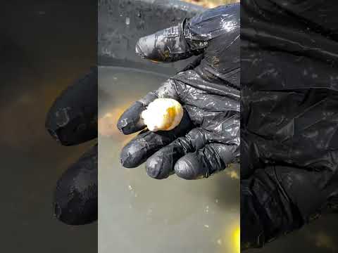Snake Scat