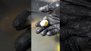 What’s in a snake’s poop