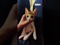 Cute Baby Cat WhatsApp Status ️ Funny Cat Status Animals Park Shorts Cat Catlovers Kitten